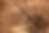 bigwood.png