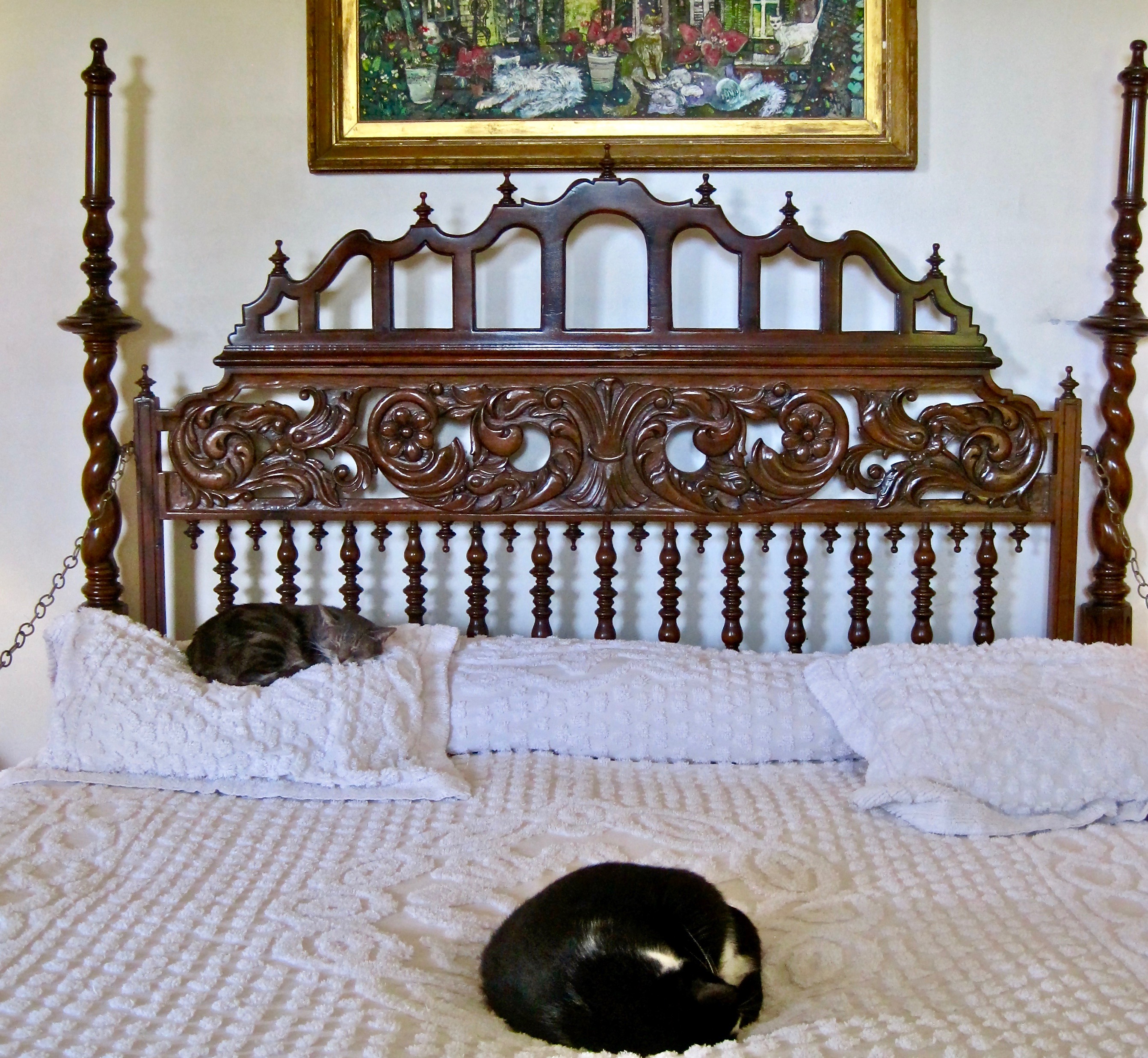 Cat Naps