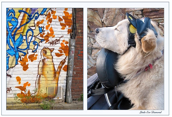 This cool, painted alley cat and motorcycle-driving wild dog meet in the poem, "Dog Day Dreams"...