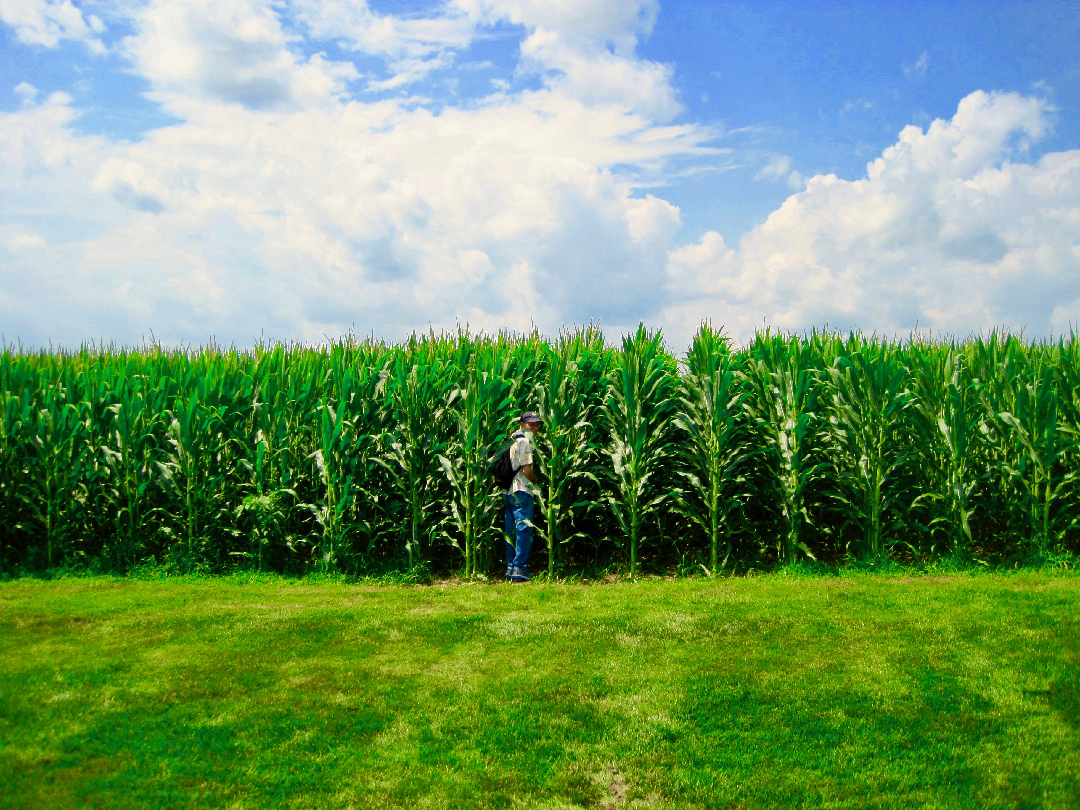 Jeff Disappearing into the Cornfield