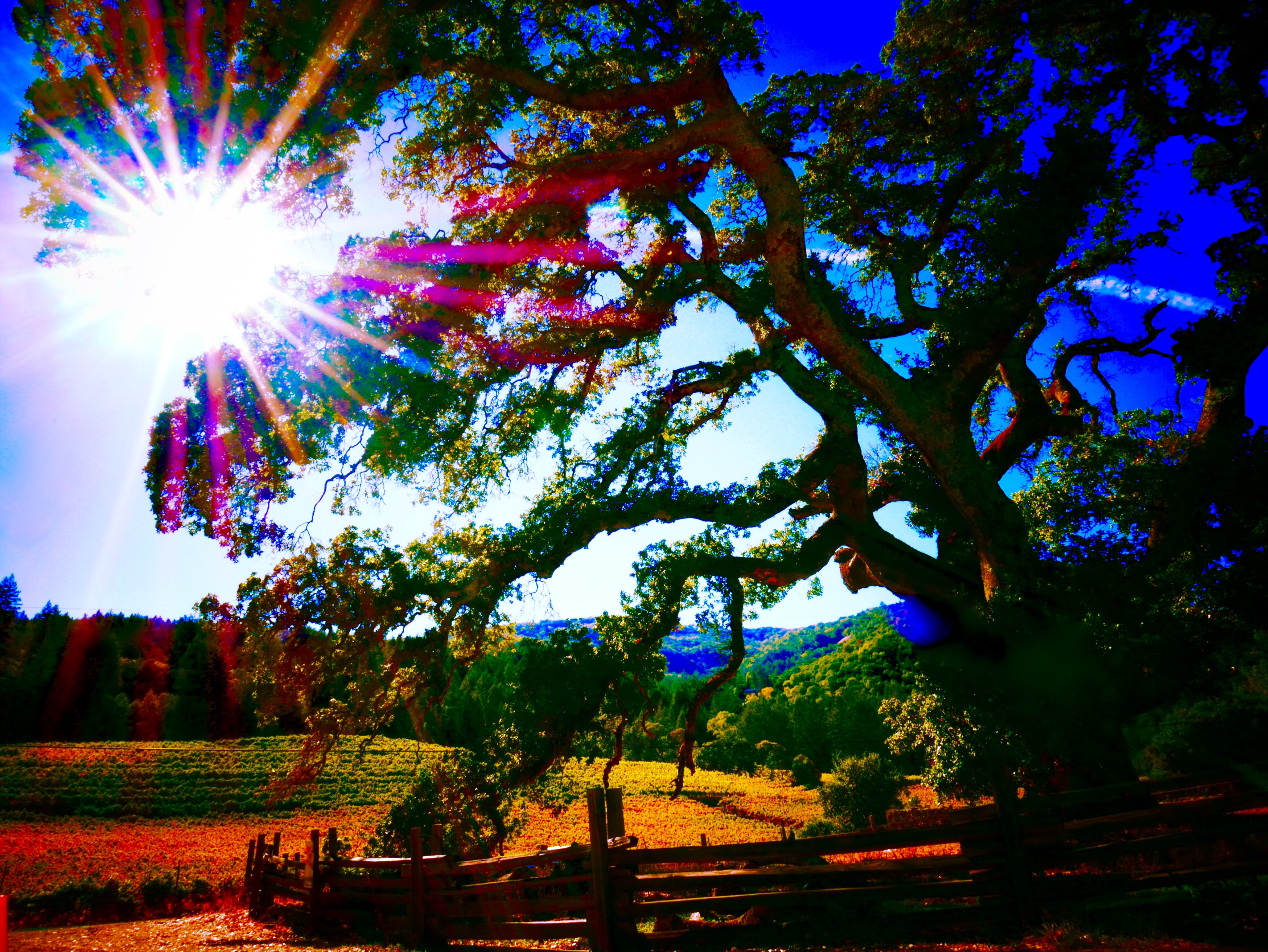 Beauty Ranch