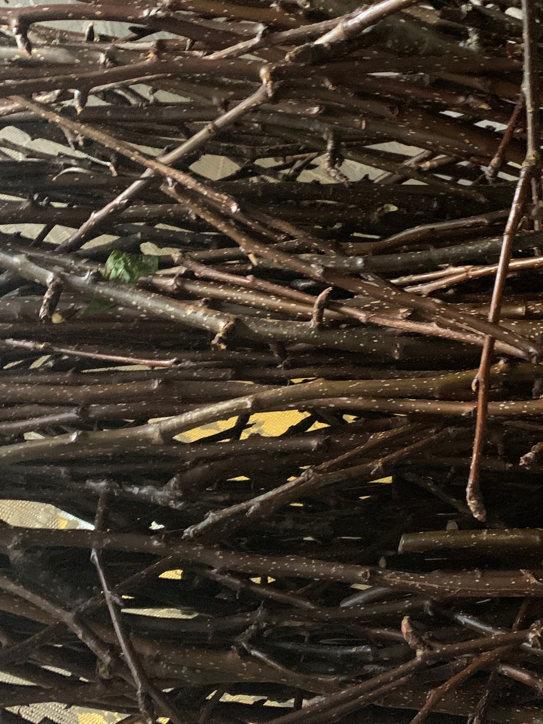 Semi dried mixed branches - Nashi ,Apple ,Pear