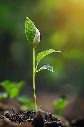Growth (plant).jpg