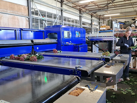 IRISS Hydrangea sorting machine at Zeestraten Hortensia