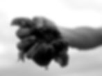 Cover photo for main site, a product shot of a tomato in someones hand