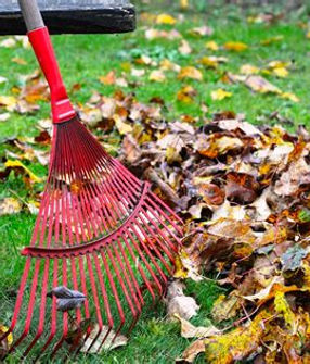 leaf cleanup.jpg
