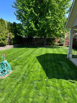 Yard Care Picture(backyard stripes)_edited_edited_edited