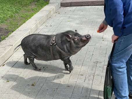 Прогулки по Москве. Патриаршие пруды и Булгаковский дом