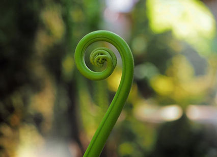 Spiral green fern frond, detail shot with blurred background, Sebesta Somatics Llc.