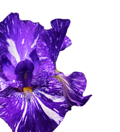 a close up of a purple flower