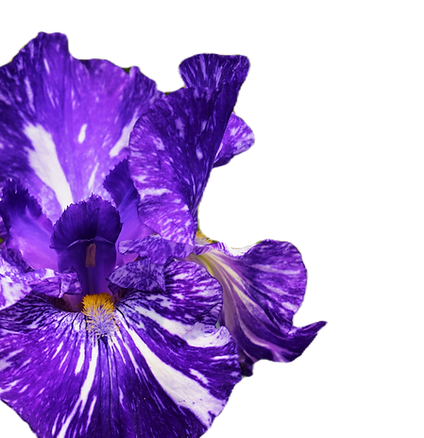 a close up of a purple flower near a bus