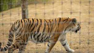 A great day at Yorkshire Wildlife Park