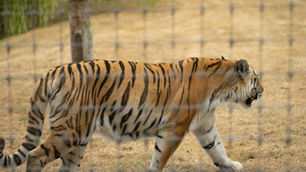 A great day at Yorkshire Wildlife Park
