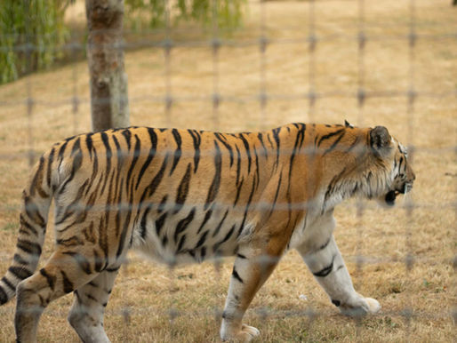 A great day at Yorkshire Wildlife Park