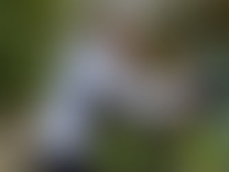 Small but mighty: Sponsored Wobble 2026