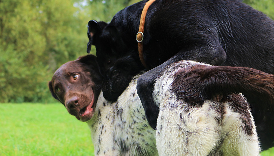 Hunde beim spielen