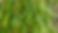 Wisconsin-Weeping-Willow-Salix-babylonica-Chrysocoma-leaves.jpg