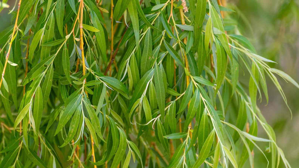 Wisconsin-Weeping-Willow-Salix-babylonica-Chrysocoma-leaves.jpg
