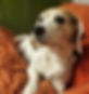homestay_edited.jpg
