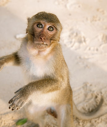 Monkeys Cute Cat Ba Island Vietnam