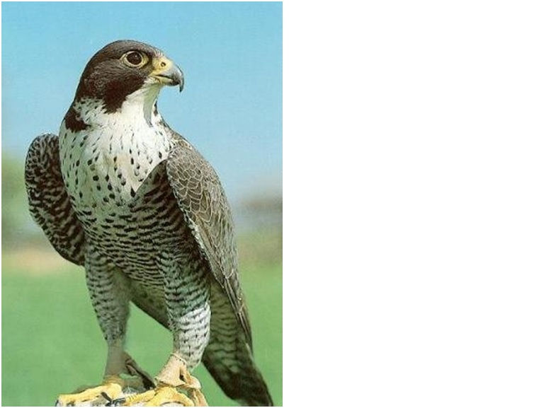 Falcon.jpg