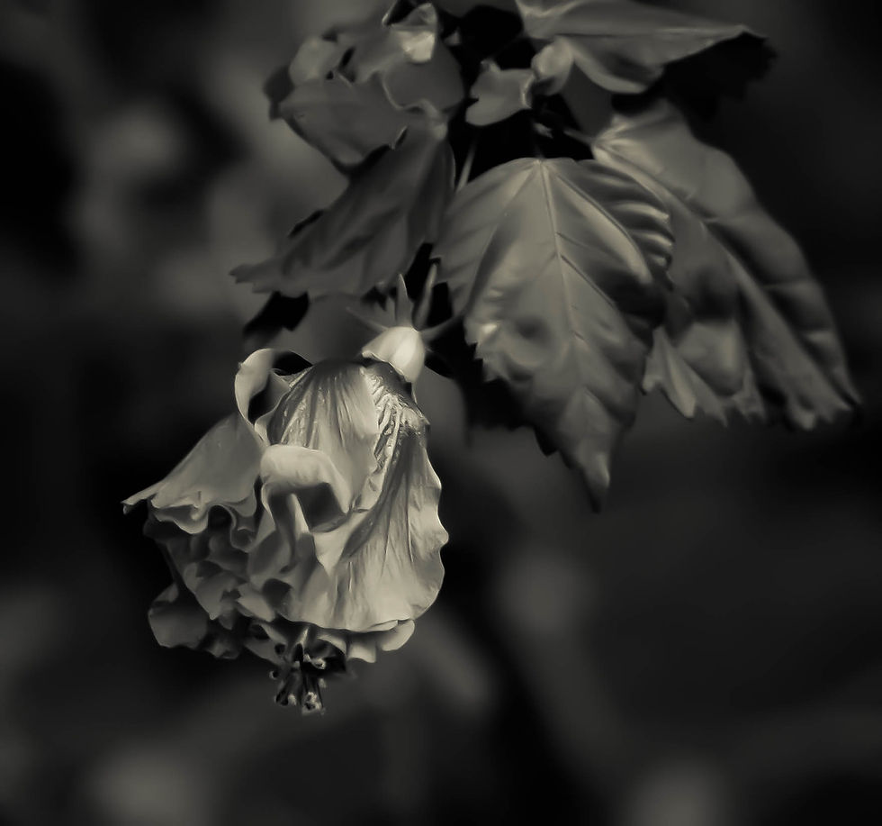 Fotografía Arftística