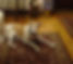 | Greyhound Pets of America Wiscousin
