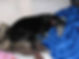 | Greyhound Pets of America Wiscousin