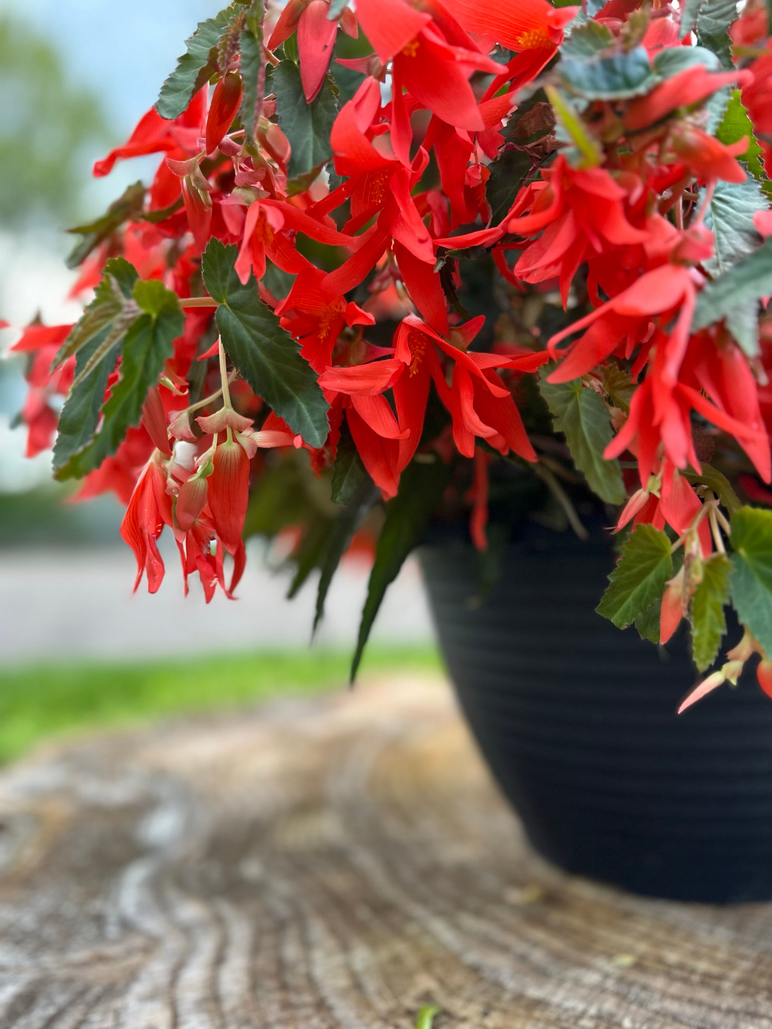 OUTDOOR HANGING BASKET