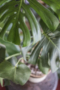 MONSTERA DELICIOSA
