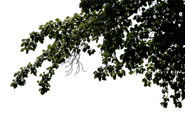 vecteezy_big-tree-and-branches-of-tree-o