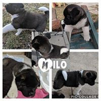 Milo.jpg