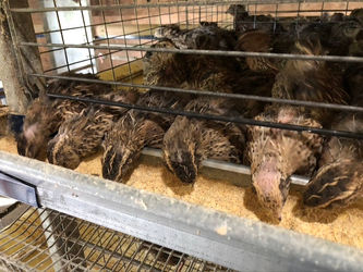 Balut brings business to Cavendish Game Birds