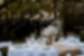 0C196016-9D97-43B6-BC1D-605F8AE8CE85_1_105_c copie.jpeg