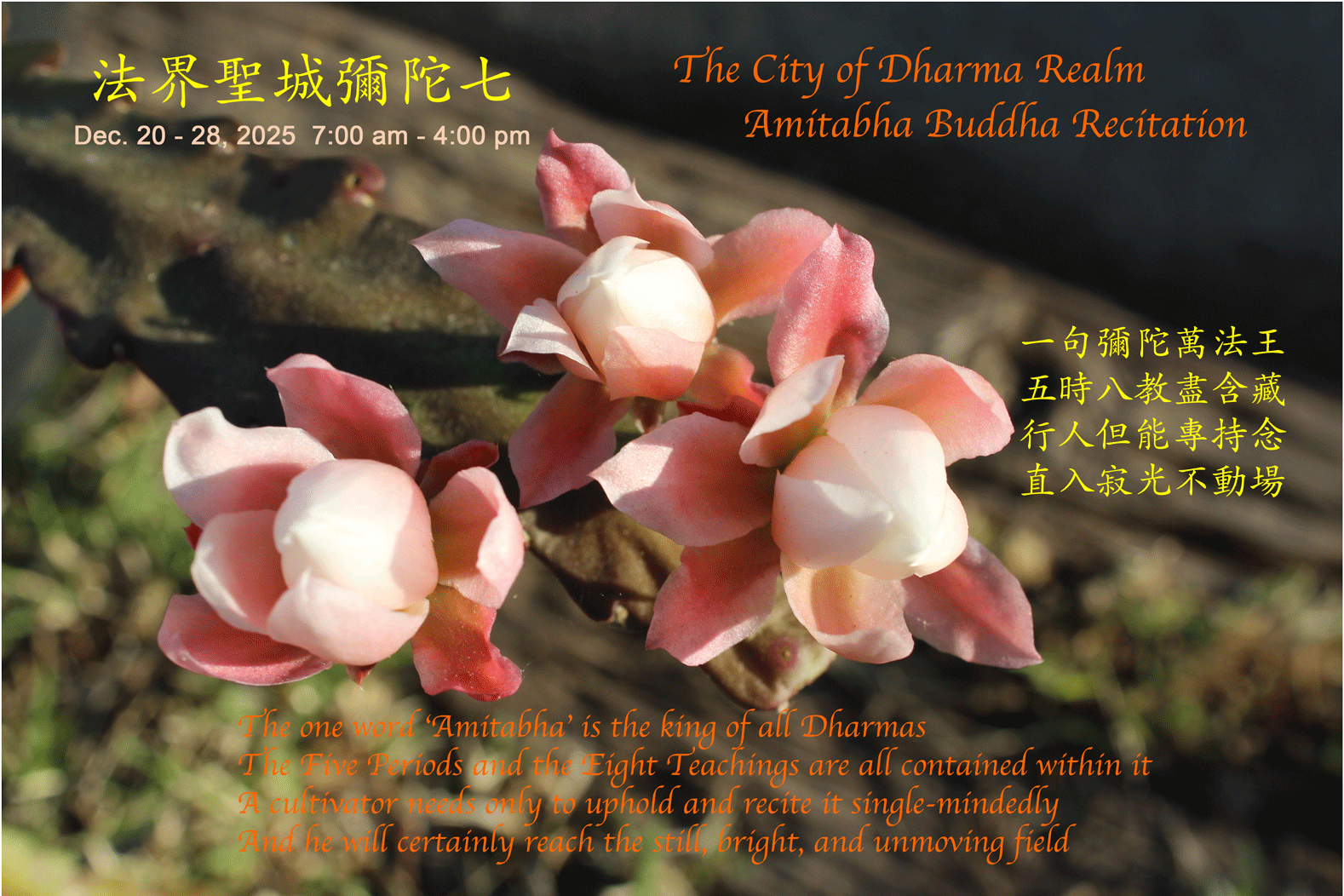 Amitabha_12-20-28 2025.gif