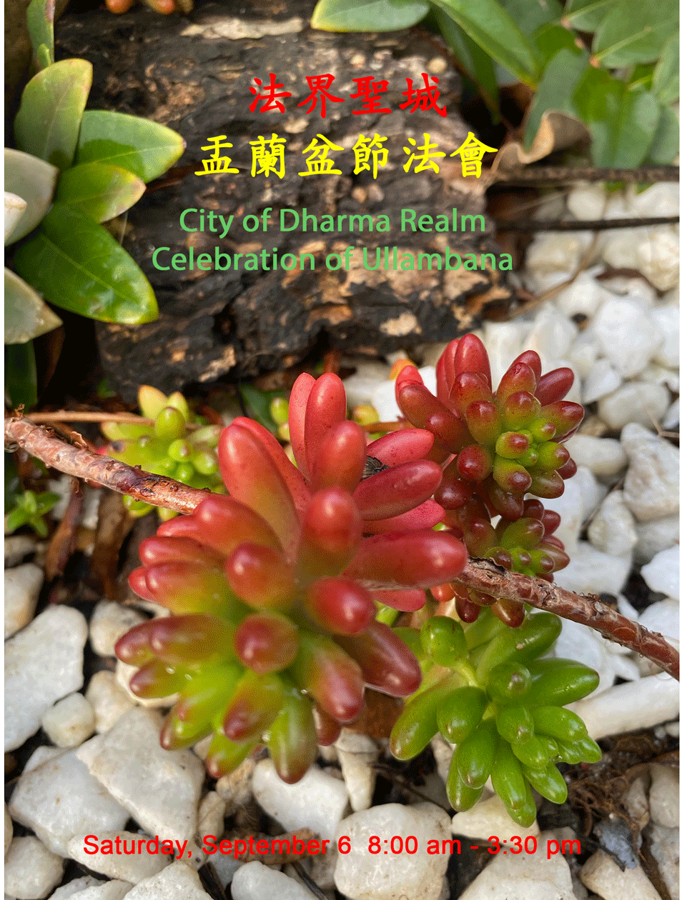 Ullambana_9-6 2025.gif