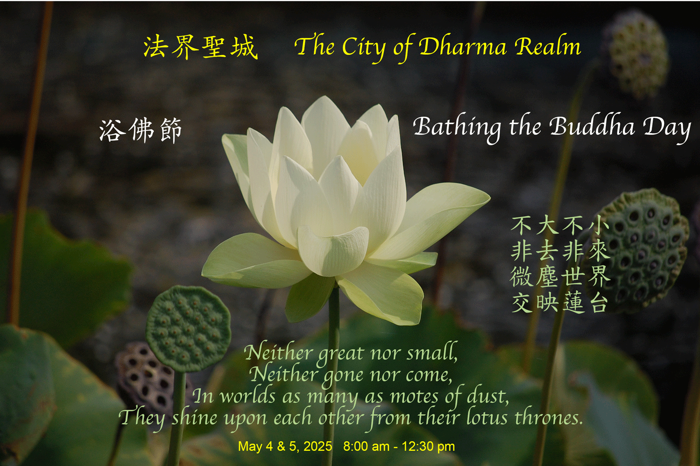 BathingBuddha_5-4-5 2025.gif