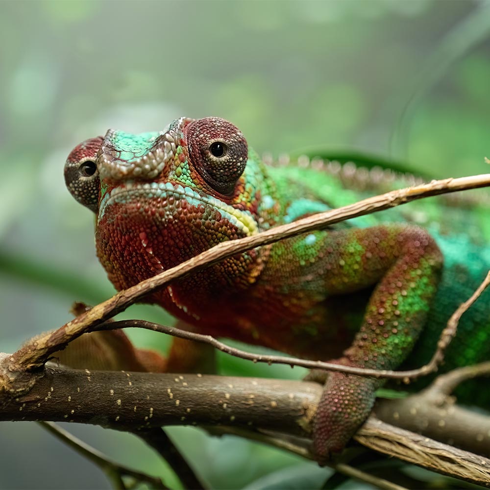 Mobile-Responsive Email Templates ⟶