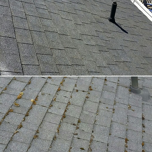 moss cleaning.jpg