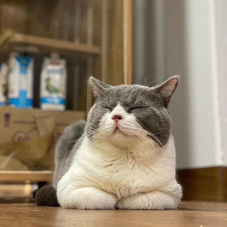 Otto