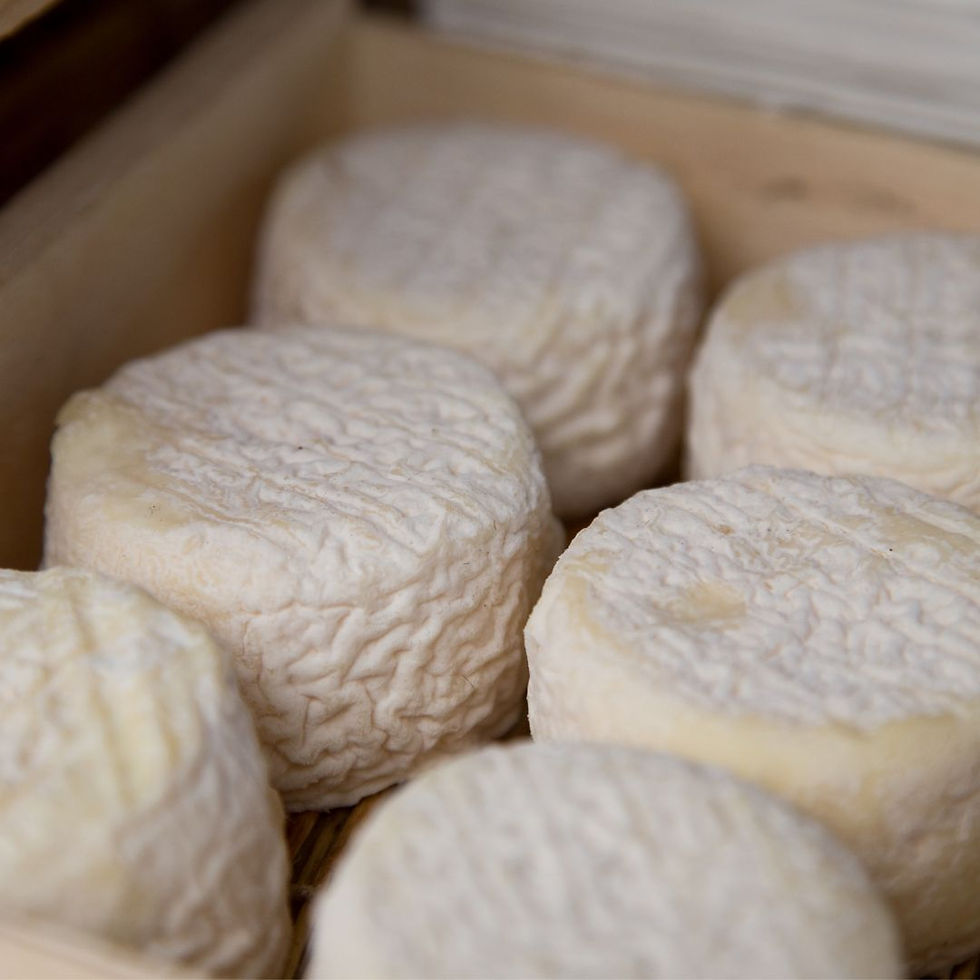 tout savoir sur le fromage de chèvre