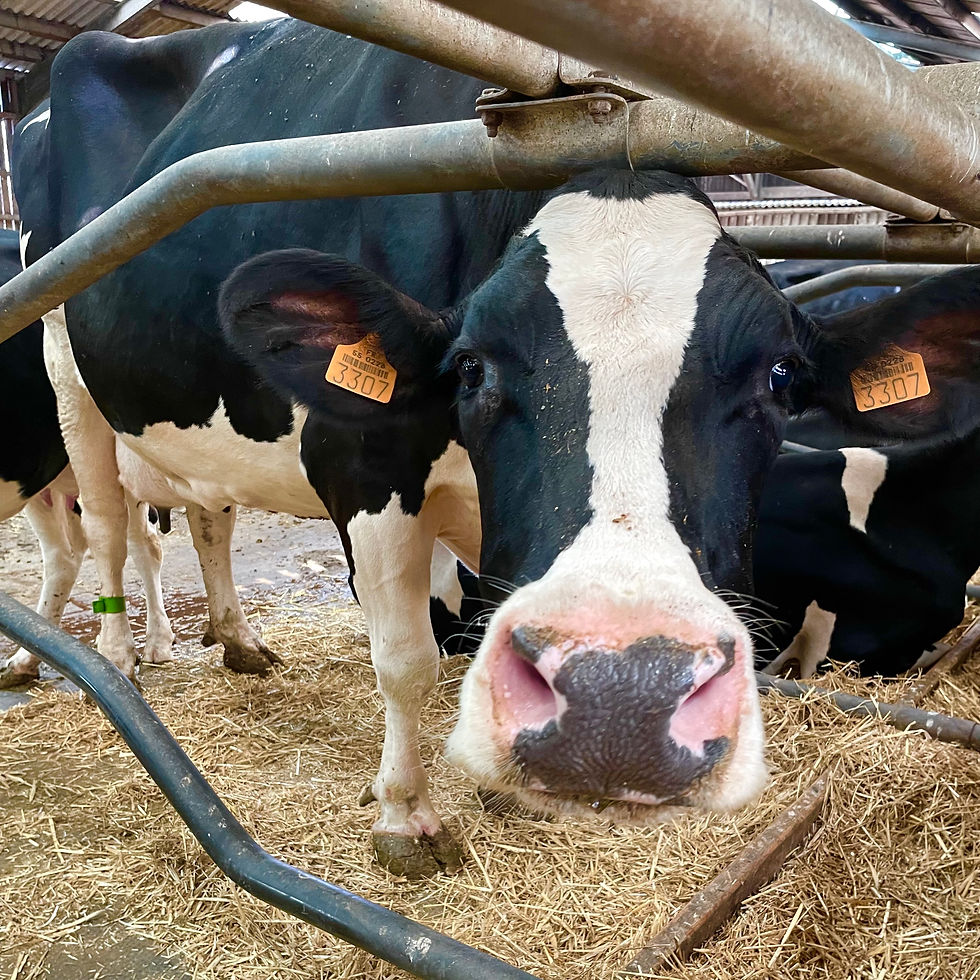 Vache transformation yaourt