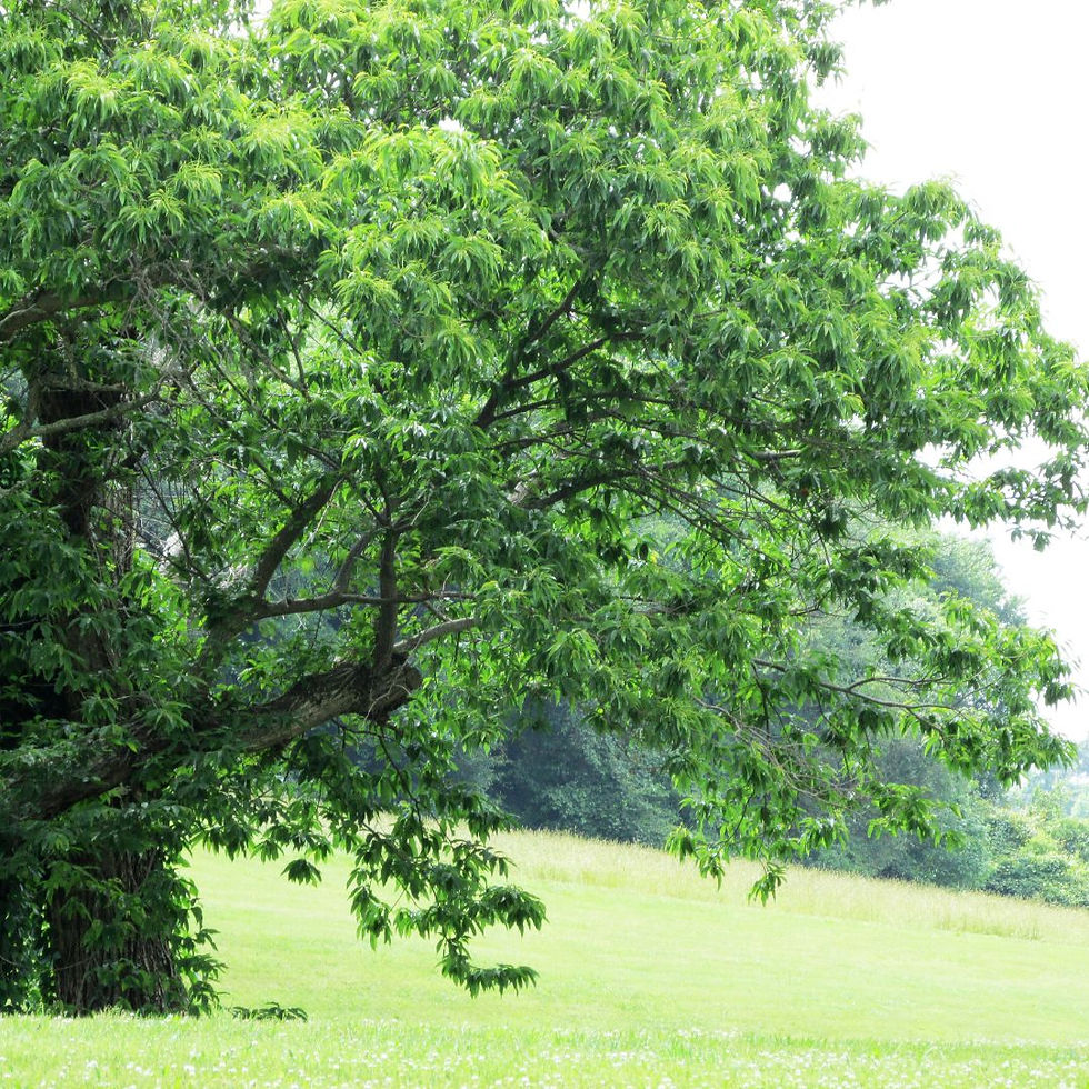 châtaignier arbre à pain