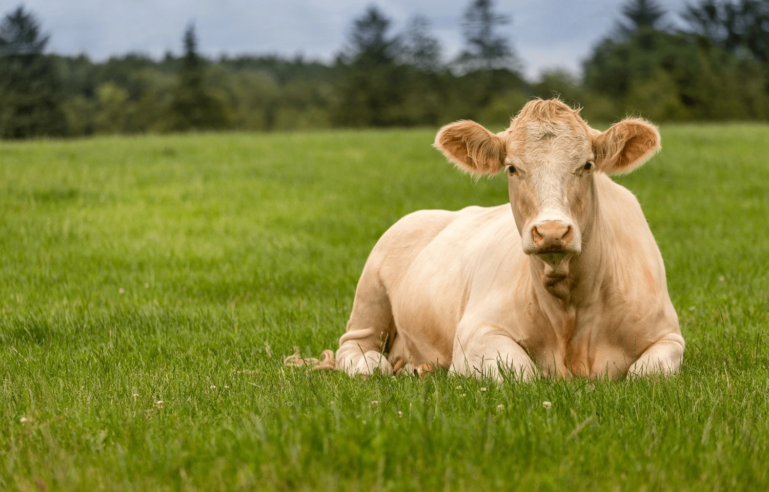 vache-photo-_1__edited.webp