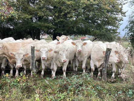 races de vache