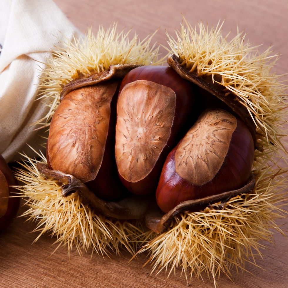 châtaigne marron bogue