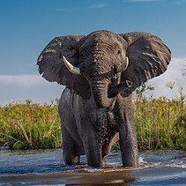 langeweile-african-elephant-4999036_1920.jpg