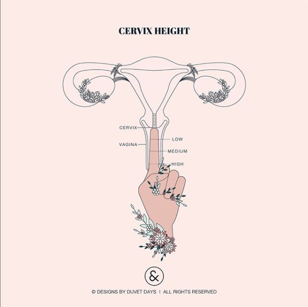 Cervical Exams To Or Not To Do
