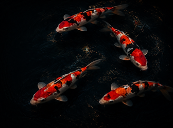 Premium koi fish swimming in dark water background