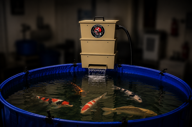 Premium koi fish swimming in display pond at Platinum Koi Co